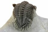 Top Quality Metacanthina Trilobite - Issoumour, Morocco #254816-5